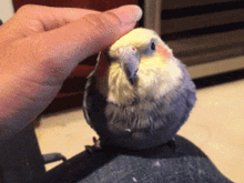 bird cockatiel