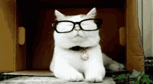 Glasses Academic GIF - Glasses Academic Cat GIFs