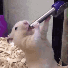 hamster drink water silly hamster drink water silly