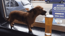 Dog Im Thirsty GIF - Dog Im Thirsty Beer GIFs