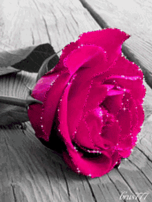 Rose Sparkle GIF - Rose Sparkle Red Rose GIFs