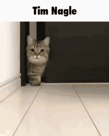 Tim Nagle Cat GIF - Tim Nagle Cat Munchkin Cat GIFs