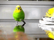 Parakeet Run GIF - Parakeet Run GIFs