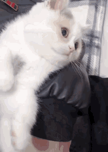 Cat Massage GIF - Cat Massage Head GIFs