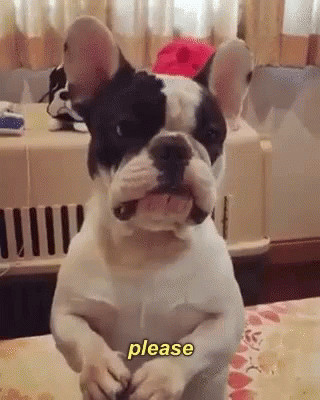 Michaelackson Please GIF - Michaelackson Please Dog - Discover & Share GIFs