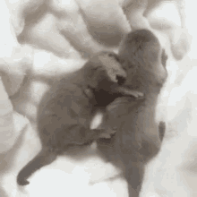 Otters Cuddling GIF - Otters Cuddling Snuggling GIFs