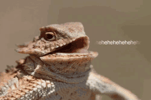 Hilarious GIF - Reptile Lol Hehehe GIFs