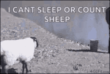 sheep push bully i cant sleep