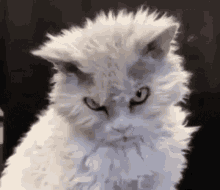 Mad Face GIF - Mad Face Kitty GIFs