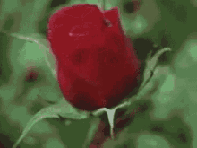 Rose Bloom GIF - Rose Bloom Pretty GIFs