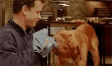 turner hooch dog bordeaux tom hanks turner hooch dog bordeaux tom hanks