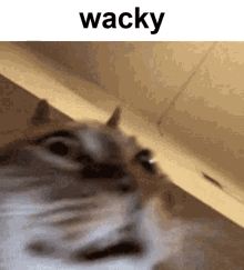 wacky cat silly