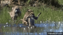 baboons wading