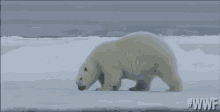 Grumpy Polar Bear GIF - Wwf Grumpy Polar Bear GIFs