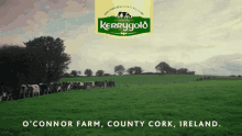 Kerrygold Grass GIF - Kerrygold Grass Green GIFs