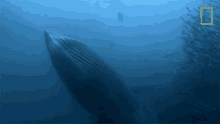 Whale Incoming 50shades Of Shark GIF - Whale Incoming 50shades Of Shark Brydes Whale GIFs