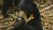 Eating Bears101 GIF - Eating Bears101 Hungry GIFs