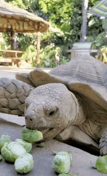 Tortoise Turtle GIF - Tortoise Turtle Brussels Sprouts GIFs