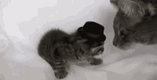 Cat Kitten GIF - Cat Kitten Hiss GIFs