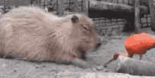 Mitskidiamandis Capybara GIF - Mitskidiamandis Capybara GIFs