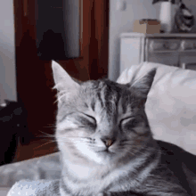cat happy
