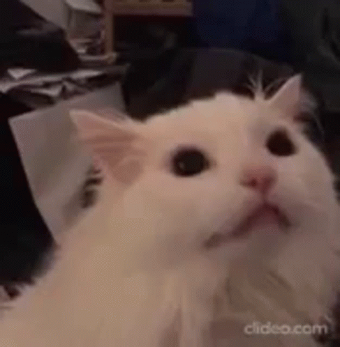 cat-meoooow.gif