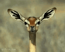 gazelle chewing