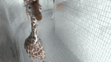 长颈 长颈鹿 长脖子 动物 可爱 GIF - Giraffe Long Neck Animals GIFs