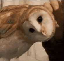 Owl Deal With It GIF - Owl Deal With It Cute GIFs