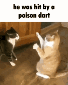 Cat Poison GIF - Cat Poison Dart GIFs