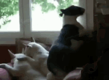Funny Animals Relax GIF - Funny Animals Relax Dog GIFs