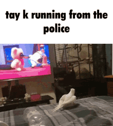 cockatiel tay k the race bird rap cockatiel tay k the race bird rap