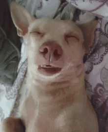 Dog Sleeping Dog GIF - Dog Sleeping Dog GIFs