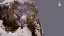 Bird Eagle GIF - Bird Eagle Stare GIFs