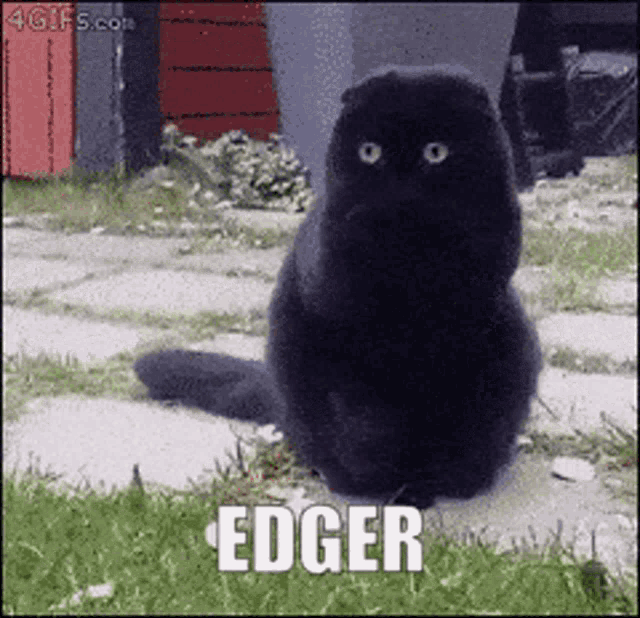 Edger Edgar GIF 