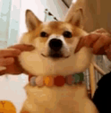 Dog Cute GIF - Dog Cute Shiba GIFs
