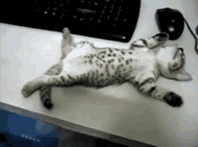 Tepar Dulu GIF - Tidur Tepar Kucing GIFs