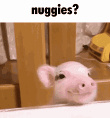 Nuggets Nuggies GIF - Nuggets Nuggies Minipig GIFs