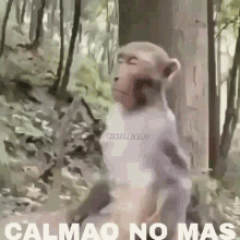 Monkey Calm GIF - Monkey Calm GIFs