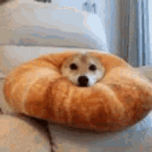 Croissant Pup GIF - Croissant Pup GIFs
