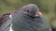 Bird Birds GIF - Bird Birds Pigeon GIFs