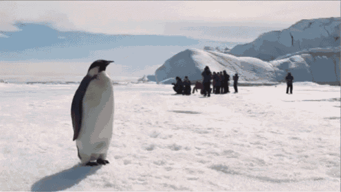 penguin-stretch.gif
