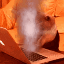 Insane Fast Typing Cat GIF - Insane Fast Typing Cat GIFs