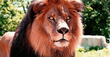 Zoo GIF - Zoo Lion Look GIFs