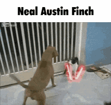 neal dog