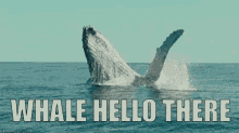 Hehe GIF - Whale Hellothere Pun GIFs