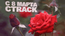 C8mapta Ctrack GIF - C8mapta Ctrack Roses GIFs