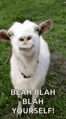 Goat Goat Lick GIF - Goat Goat Lick Tongue Out GIFs