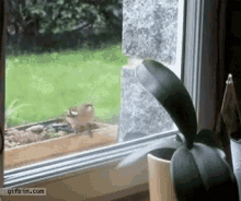 Windows Funny Animals GIF - Windows Funny Animals Let Me In GIFs
