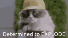 Grumpy Cat Explodes Determined GIF - Grumpy Cat Explodes Determined GIFs